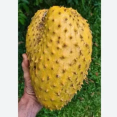 Golden Soursop: Premium Golden Guanabana Fruit Available in Australia