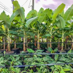 Cluster of ripe Blue Java bananas hanging from a Blue Banana tree in Australia