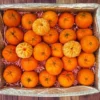 Mandarin Oranges Fruit Box: Sweet and Juicy Mandarins Available Online in Australia