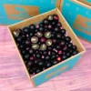 Muscadine Grapes Fruit Box: Fresh and Juicy Grapes Available Online in Australia