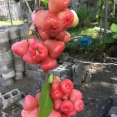 Wax Jambu Fruit Box | Java Apples Australia