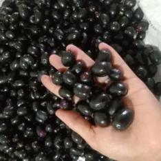 Duhat Fruit|Java Plums Available in Australia