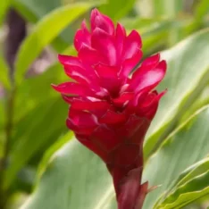 Order Ginger Seeds Pack Online in Australia