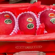 Miyazaki Mango Fruit Box|Premium Japanese Mangoes Available Online in Australia