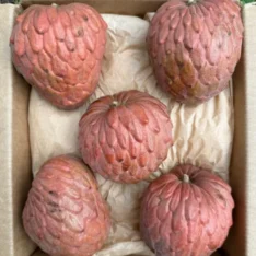 Order Red Atemoya Fruit | Red Geffner Custard Apple | Fresh Tropical Fruits Australia