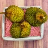 The Durian Fruit Box | Buy Durians Exotic Fruits in Australia