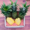 Tropical Golden Pineapple Box | Buy Fresh Pineapples in Australia