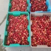 Rainier cherries for Sale | Canada Home Delivery | Fresh Tropical Fruits
