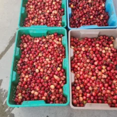 Rainier cherries for Sale | Canada Home Delivery | Fresh Tropical Fruits