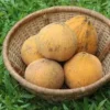 Santol Fruit Box for Sale Australia | Fresh and Juicy Santol Fruits